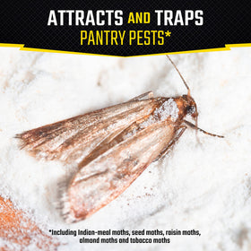 Black Flag pantry pest trap in pantry area protects stored foods from pests.