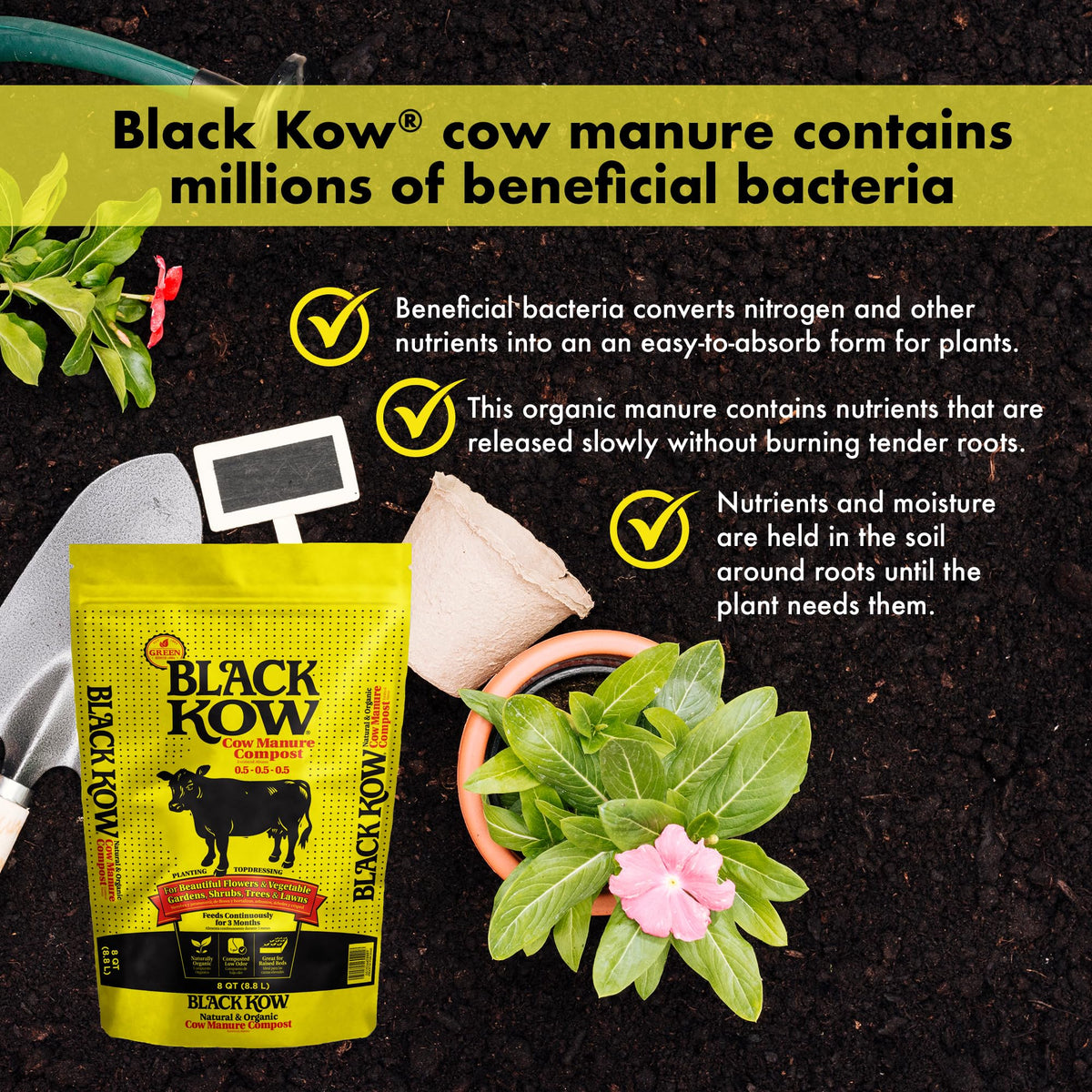 Black Kow manure in clay soil improves aeration and root access.