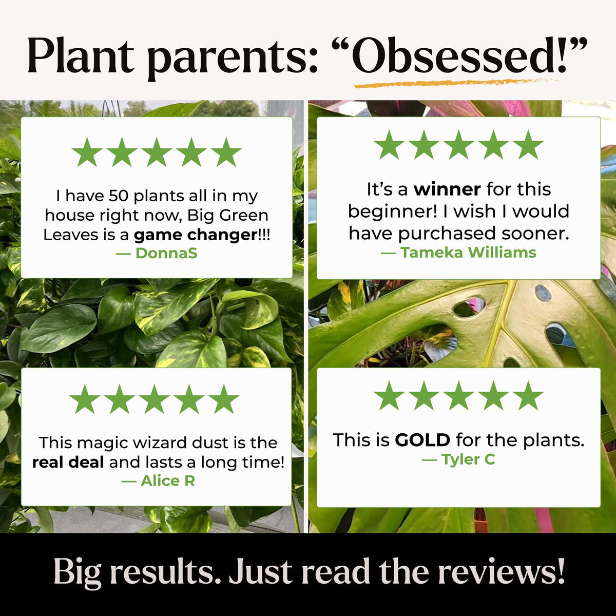 Bless Your Soil Big Green Leaves dense green foliage demonstrates lush results with regular care.