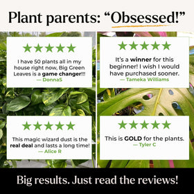 Bless Your Soil Big Green Leaves dense green foliage demonstrates lush results with regular care.