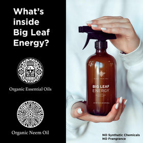 Bless Your Soil Big Leaf Energy leaves being sprayed indoors for shine and protection