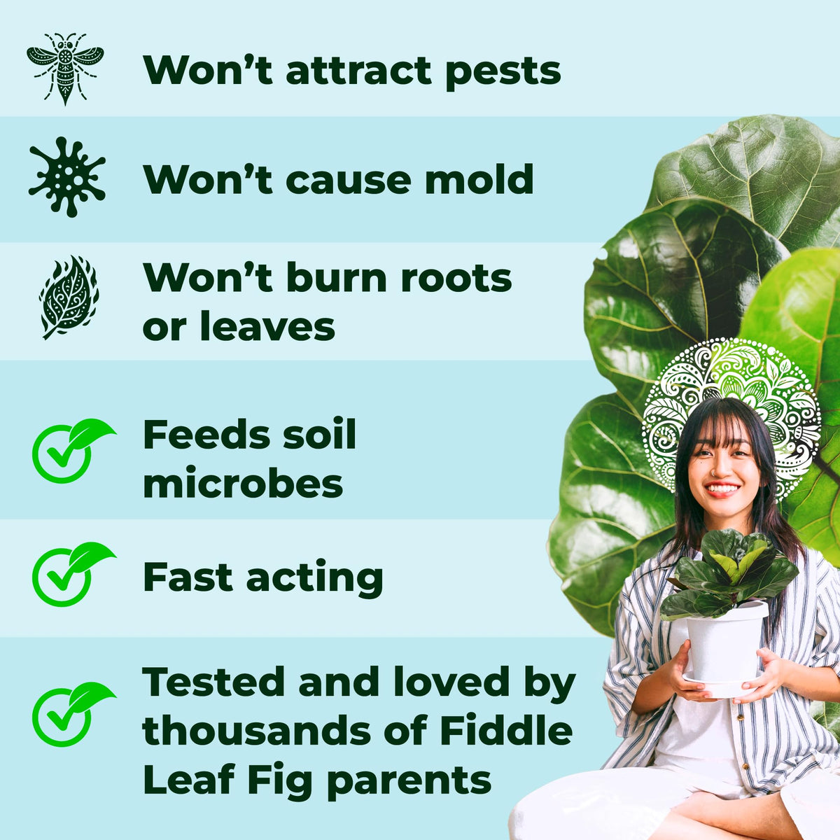 Bless Your Soil Fiddle Leaf Fig Plant Food supports fig propagation with healthy starter growth