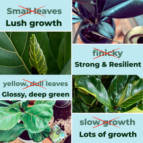 Bless Your Soil Fiddle Leaf Fig Plant Food scoop helps precise dosing for consistent feeding
