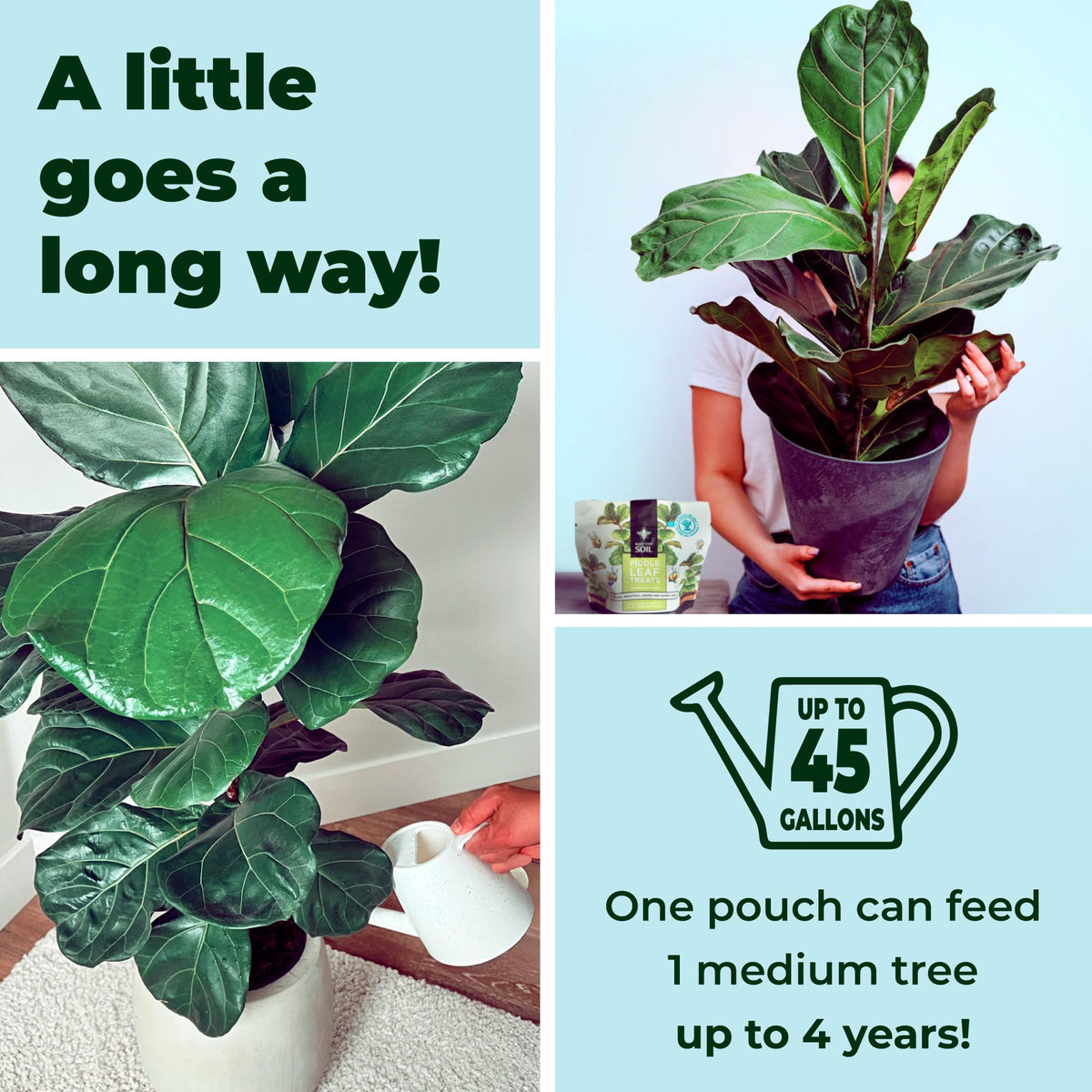 Bless Your Soil Fiddle Leaf Fig Plant Food promotes stronger stems for sturdier trees