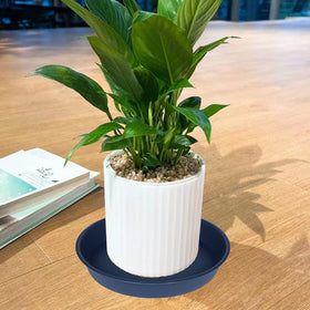 Bleuhome blue 12 inch plant saucer water catcher keeps pots dry