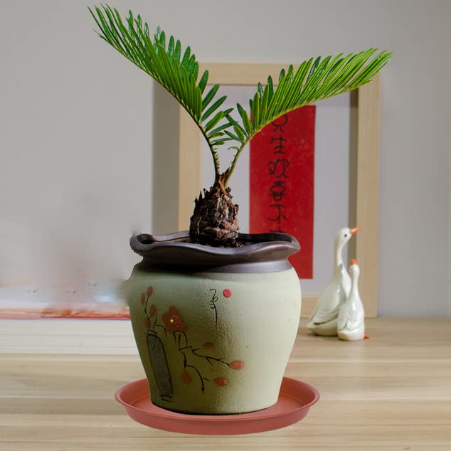 Bleuhome 6inch plant saucer set — ready for easy potting setups.