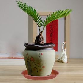 Bleuhome 6inch plant saucer set — ready for easy potting setups.