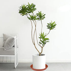 Bleuhome 2-pack packaging ideal for symmetric garden setups