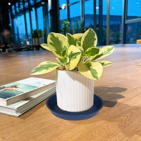 Bleuhome blue six pack 12 inch saucers ready for multiple pots