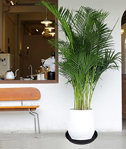 Bleuhome indoor garden accessory keeps pot areas tidy and dry