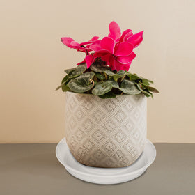 Bleuhome no-holes design preserves moisture while protecting surfaces