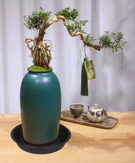 Bleuhome clear tray catches excess water after plant watering