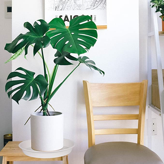 Bleuhome 6-inch cream-white saucer protects surfaces