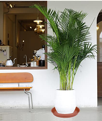 Bleuhome water overflow catcher keeps floors clean and planters neatly contained.