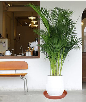 Bleuhome water overflow catcher keeps floors clean and planters neatly contained.