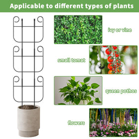 Blingluck climbing plants setup for indoor stewardship