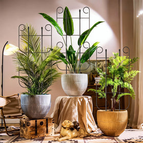 Blingluck expandable-height trellis demonstrates flexible sizing for growing vines