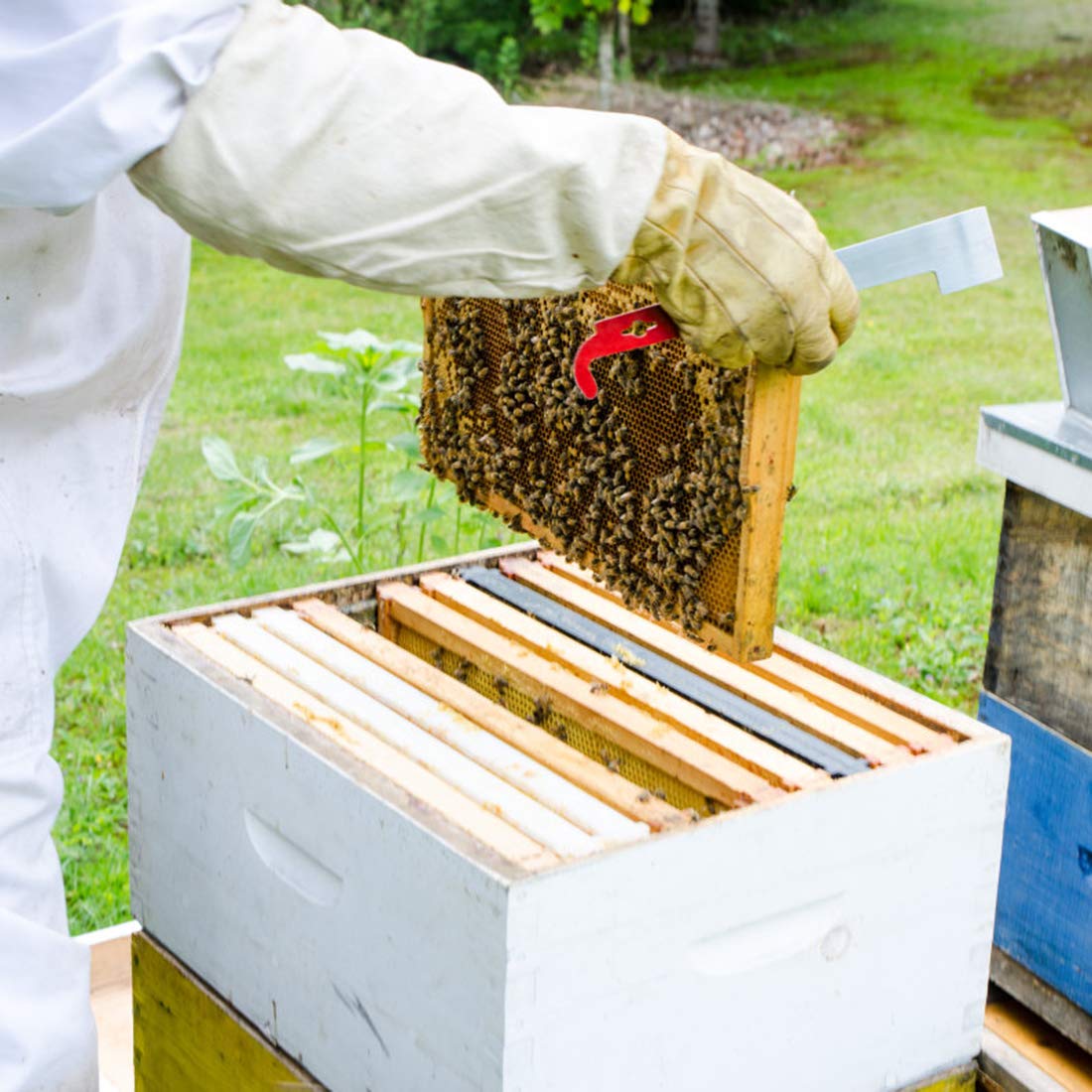 Blisstime durable stainless steel beekeeping tool for longevity.