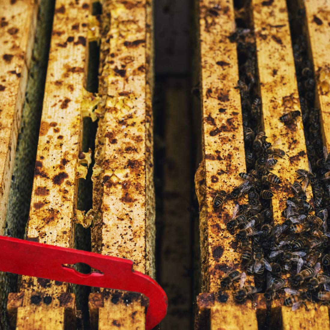 Blisstime hive frame lifter aids safe frame removal.