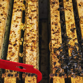 Blisstime hive frame lifter aids safe frame removal.