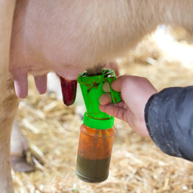 Blisstime Teat Dip Cup green on-farm use shows simple, efficient teat disinfection workflow
