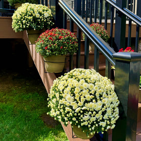 Bloem RailScapes wind-resistant design keeps planters steady outdoors.