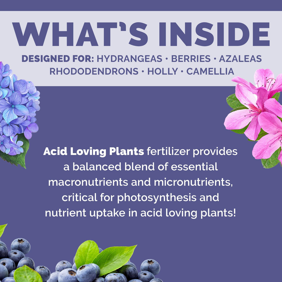 Bloom City acid-loving plant fertilizer for blueberries supports balanced nutrients and vibrant leaves.