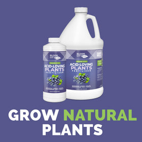 Bloom City acid-loving plant fertilizer in garden bed demonstrates convenient application for steady growth.