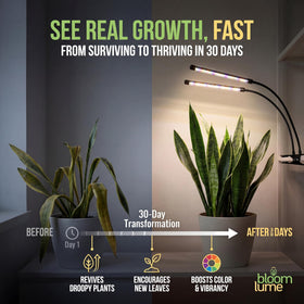 Bloom Lume auto timer function saves time with preset light cycles.
