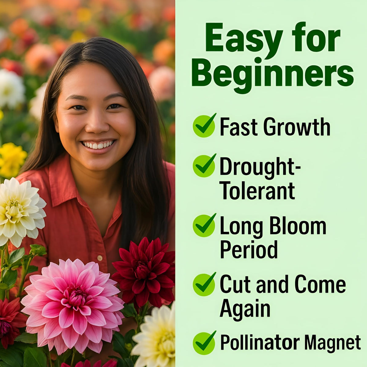 Bloomtiva dahlia zinnias reach up to 36 inches for dramatic garden height