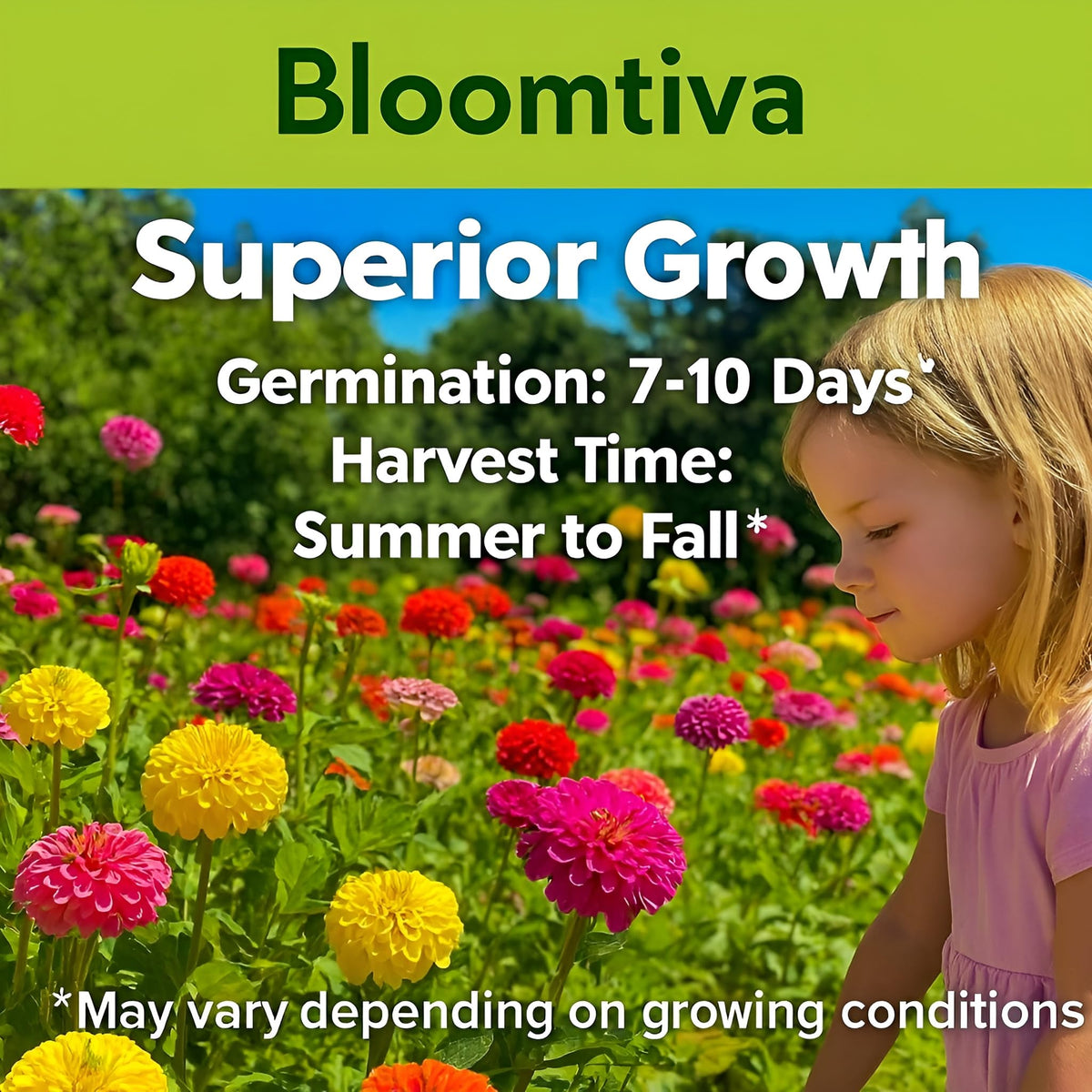 Bloomtiva dahlia zinnias suit borders, containers, and deer-resistant gardens