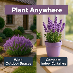 Bloomtiva lavender flower spikes in garden provide fragrance and color