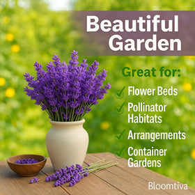 Bloomtiva lavender evergreen foliage adding year round structure