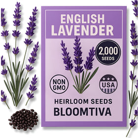 Bloomtiva Premium English Lavender Seeds packet ready for sowing with high germination potential