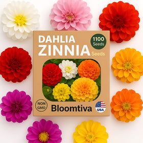 Bloomtiva zinnia seeds with mixed colors and large blooms for cutting gardens