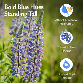 Close-up of blue lupine blooms showcasing vibrant color for a natural meadow look.