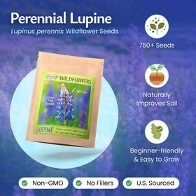 Blue lupine seeds in garden soil ready to establish color and pollinator habitat.