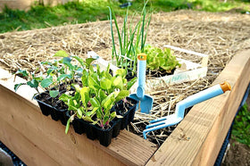 Blue Mountain Hay organic straw supports cat grass kits with clean mulch