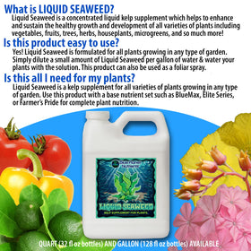 Blue Planet Nutrients Liquid Kelp root-drench setup supports strong transplant-root health