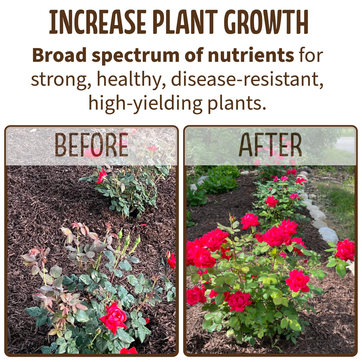 Blue Ribbon Organics compost in garden soil; improves aeration.