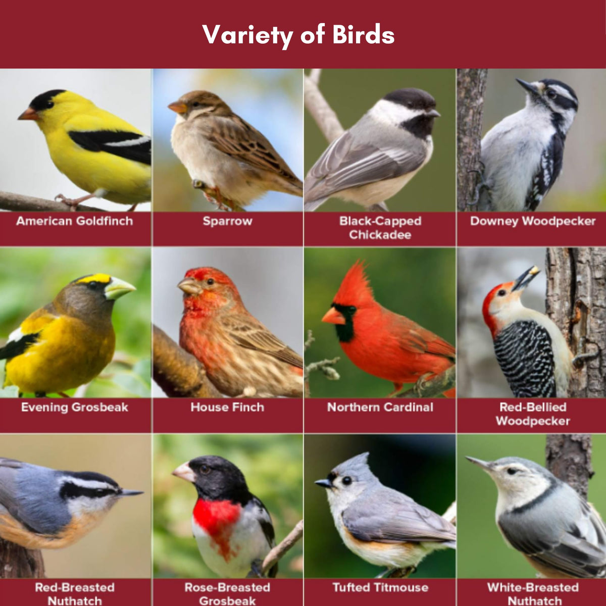 Blue Seal Nature's Choice Wild Bird Seed sunflower seeds close-up, energizing garden birds.