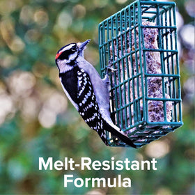 Blue Seal Nut Feast Suet Cake variety-pack closeup of mixed nuts fuels birds.