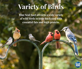 Blue Seal suet cakes ready for year-round feeding with any feeder.