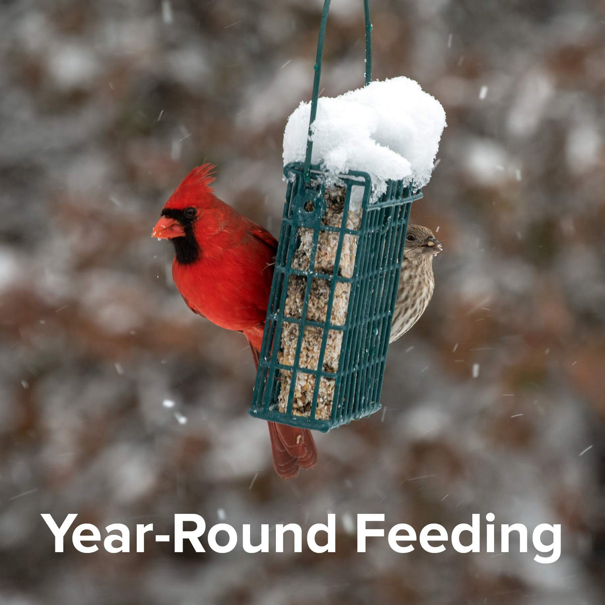 Blue Seal 12-pack ready-to-use suet cakes for ongoing bird visits.