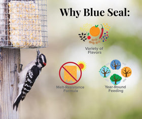 Blue Seal suet cake texture and ingredients visible in the photo.