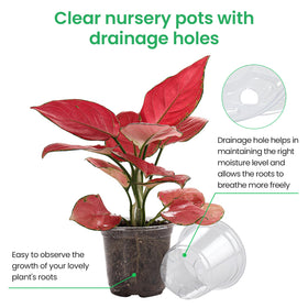 Bluepro clear pot 4-inch offers visibility for root health during propagation.