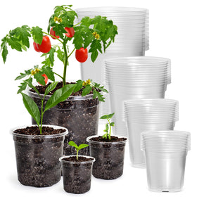Bluepro clear pot 7-inch for easy root observation and healthy seedling development.