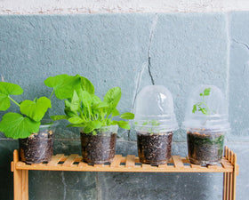 Bluepro pots with bottom drainage holes support root respiration