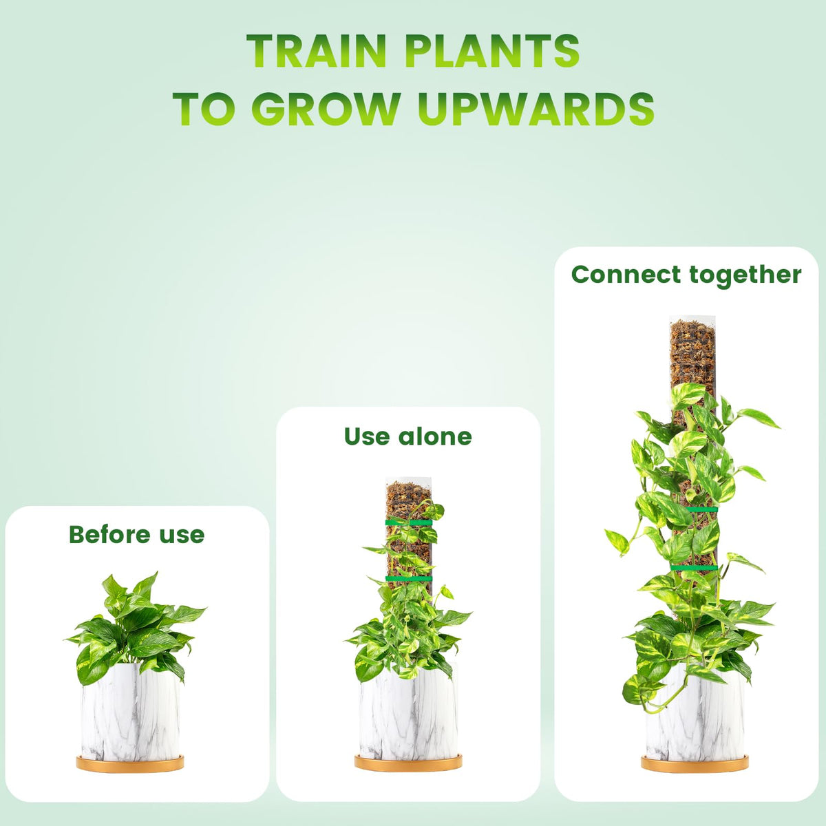 Bluepro plant support in pot with stems secured to pole.