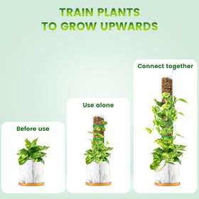 Bluepro plant support in pot with stems secured to pole.